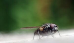 Insect Control - Servicii de dezinfecție, dezinsecție, deratizare Moldova Chisinau | Servicii DDD | Purici, Gandaci, Plosnite