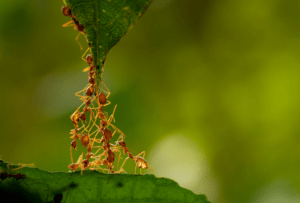 Insect Control - Servicii de dezinfecție, dezinsecție, deratizare Moldova Chisinau | Servicii DDD | Purici, Gandaci, Plosnite