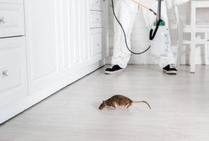 Insect Control - Servicii de dezinfecție, dezinsecție, deratizare Moldova Chisinau | Servicii DDD | Purici, Gandaci, Plosnite