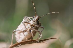 Insect Control - Servicii de dezinfecție, dezinsecție, deratizare Moldova Chisinau | Servicii DDD | Purici, Gandaci, Plosnite